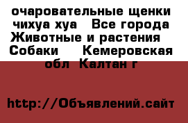 очаровательные щенки чихуа-хуа - Все города Животные и растения » Собаки   . Кемеровская обл.,Калтан г.